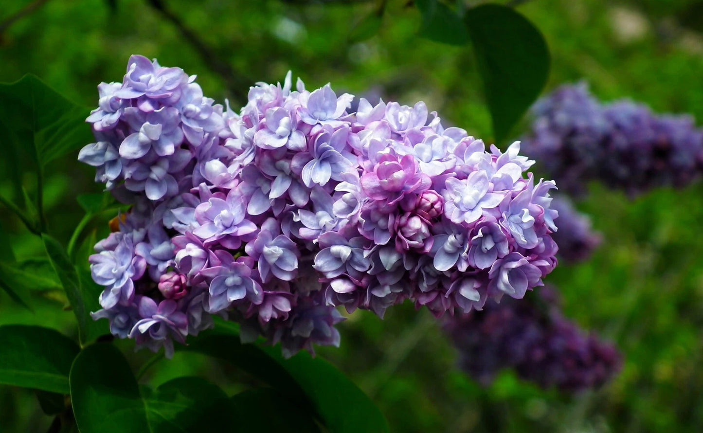 Live French Lilac Plant - 6-8" President Grevy - Syringa vulgaris - Fragrant Blue Flowers for Borders & Hedges
