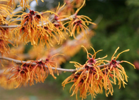 Witchhazel Starter Plant Set of 2, Bare Root Hamamelis vernalis, 8 to 16 Inch, Medicinal Shrub for Wildlife and Erosion Control