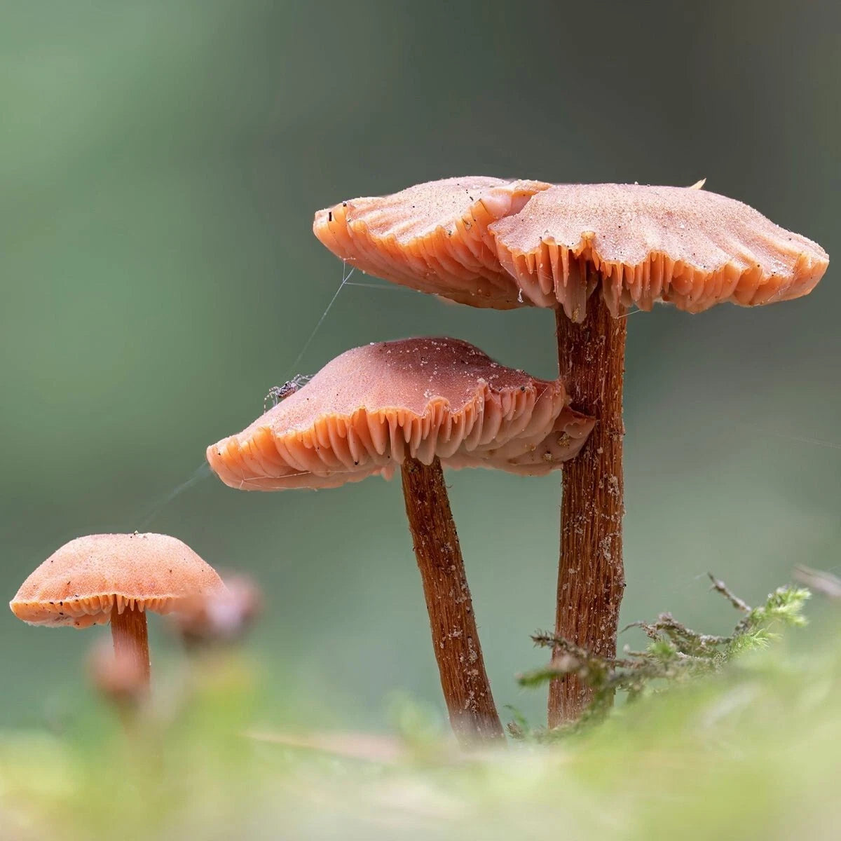Deceiver Liquid Culture Syringe 12cc - Laccaria laccata - Mycorrhizal Mushroom Inoculum for Gardening & Culinary Use
