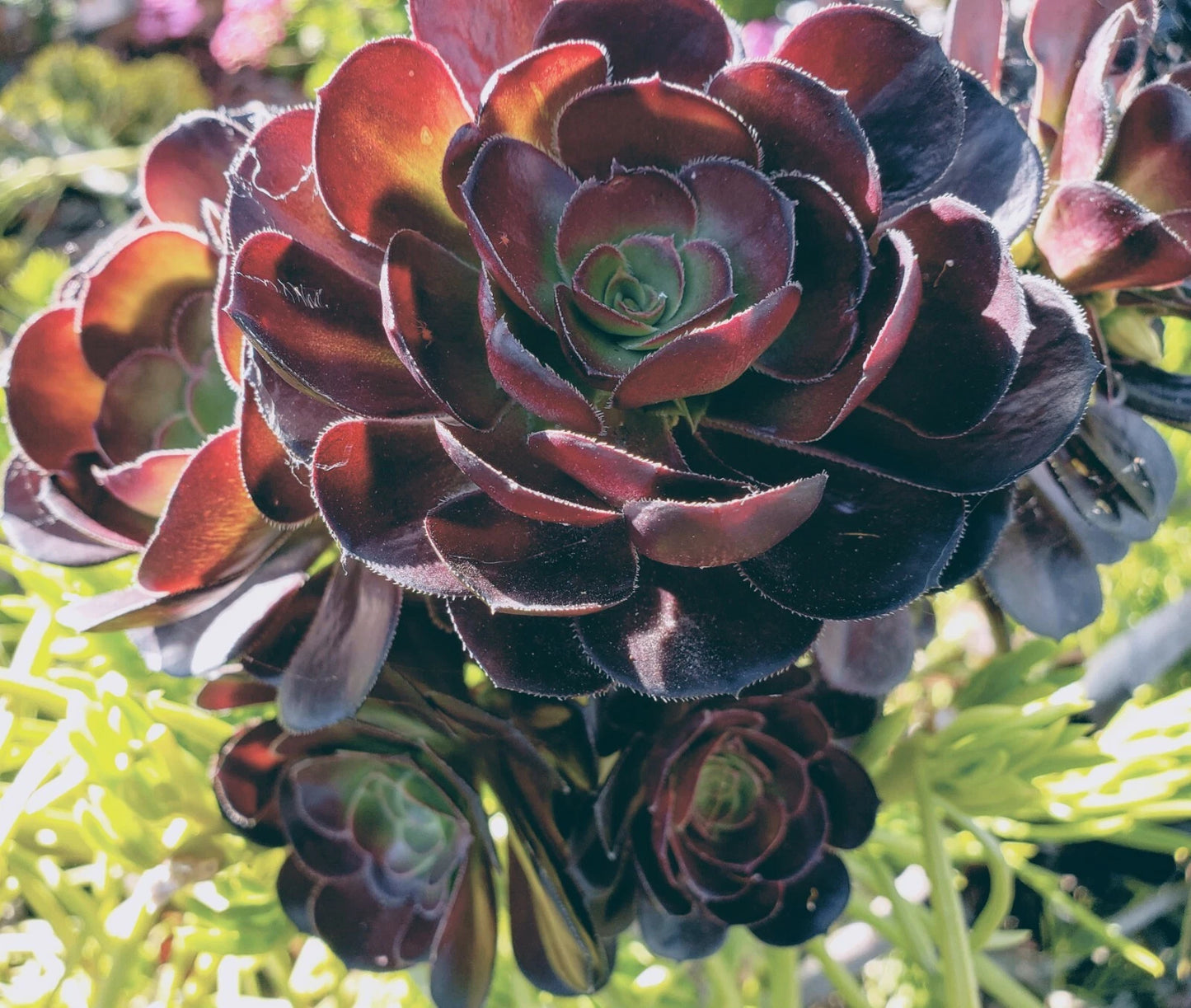 Aeonium Succulent Cutting 3-5" Black Rose Zwartkop Aeonium arboreum, Drought-Tolerant Indoor Outdoor Plant, Dark Purple Foliage