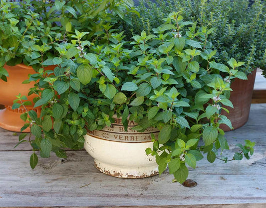 10 Live Peppermint Plants - Rooted Herbs for Garden - Mentha × piperita - Organic & GMO-Free