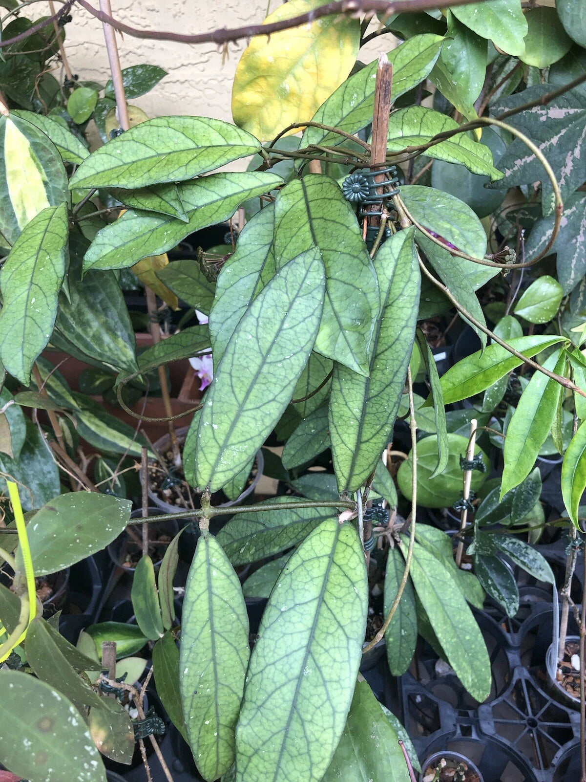 Hoya Hainanensis Rooted Plant - Long Leaves, Dark Green Veining, Lime Green Flowers - Hoya (Rooted Cutting)