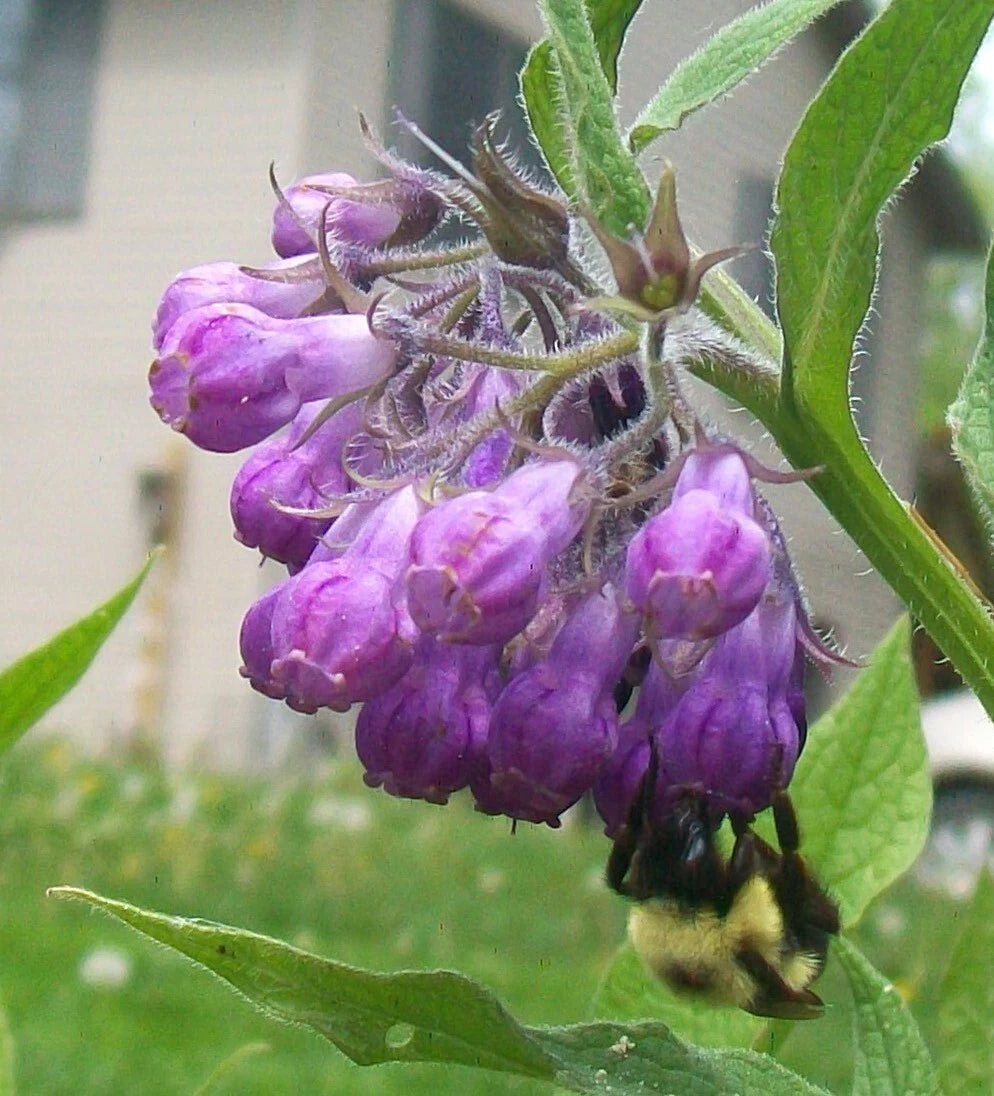Bare Root Heirloom Comfrey Plant - Organic Perennial Herb - Symphytum officinale - Varied Flower Colors from Indiana Homestead