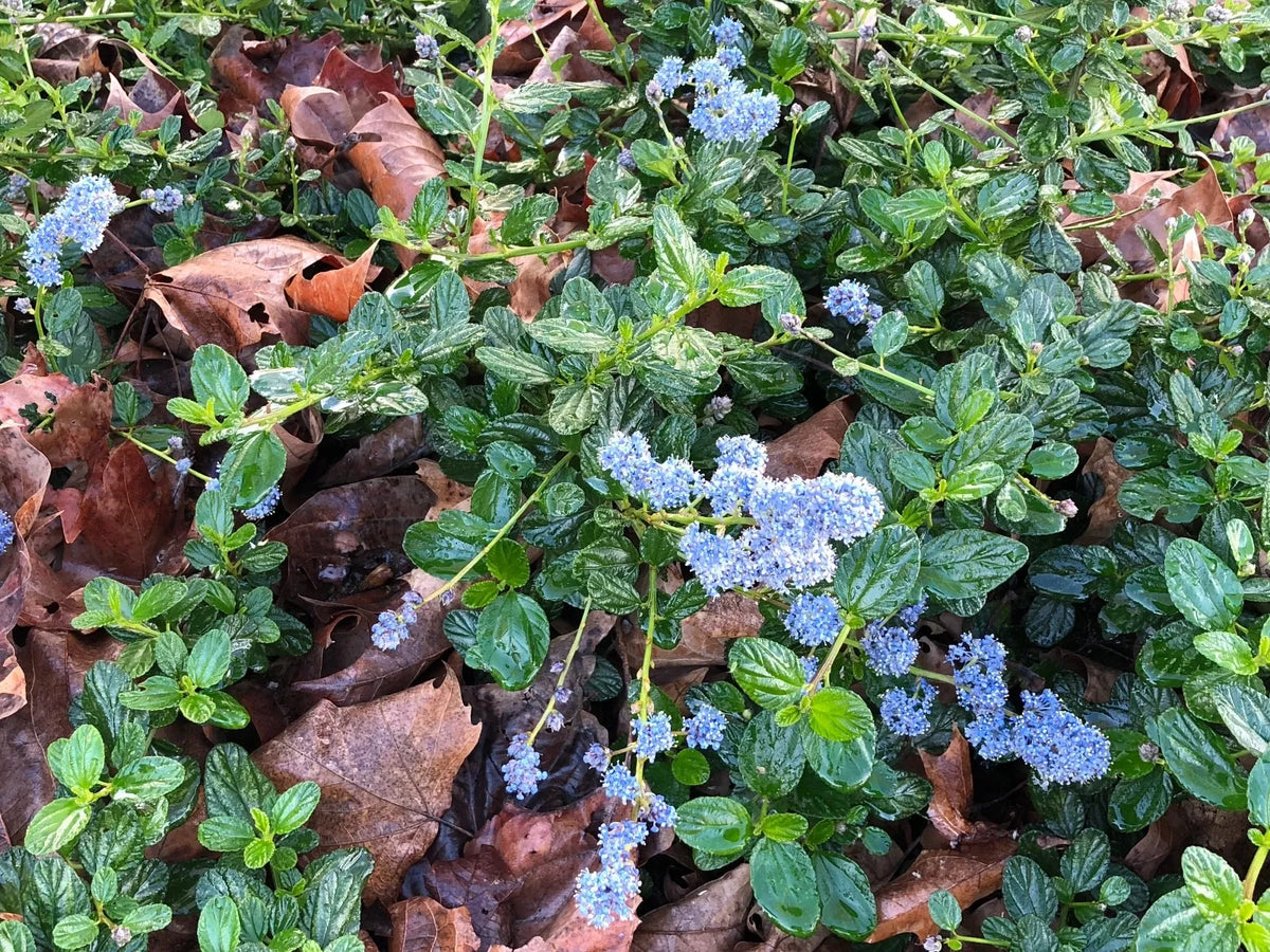Organic California Lilac Cuttings - 10 Vines, Blue Flowers, Ceanothus Horizontalis - Rooting Required, Frost & Drought Tolerant