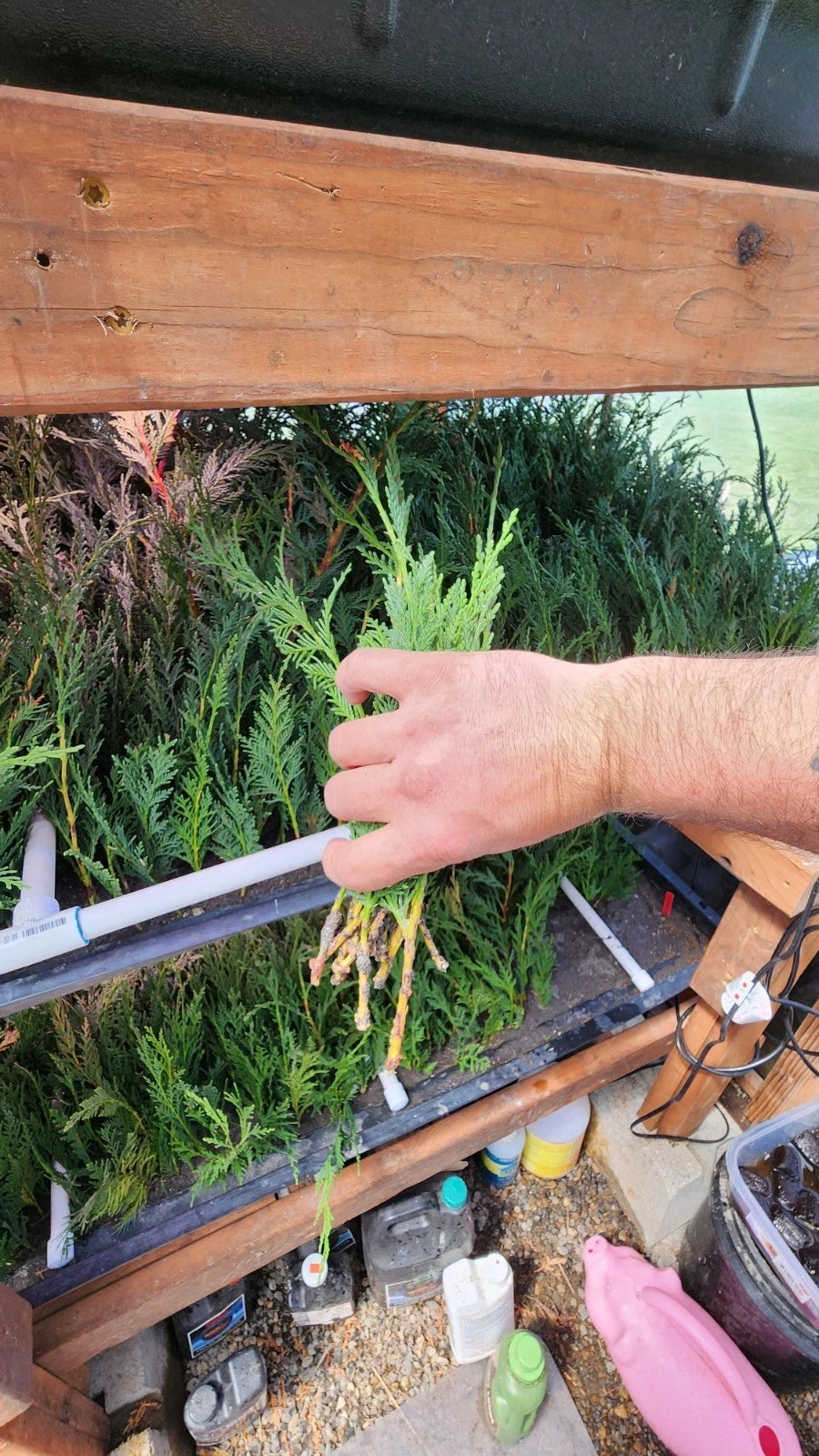 Leyland Cypress Starter Trees - 5 Bare Root Fast Growing Evergreen Hedge Plants - Cupressocyparis leylandii