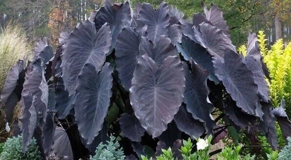 Black Ruffles Colocasia esculenta Starter Plant - Small Rooted Elephant Ear - Live Houseplant for Indoor Garden