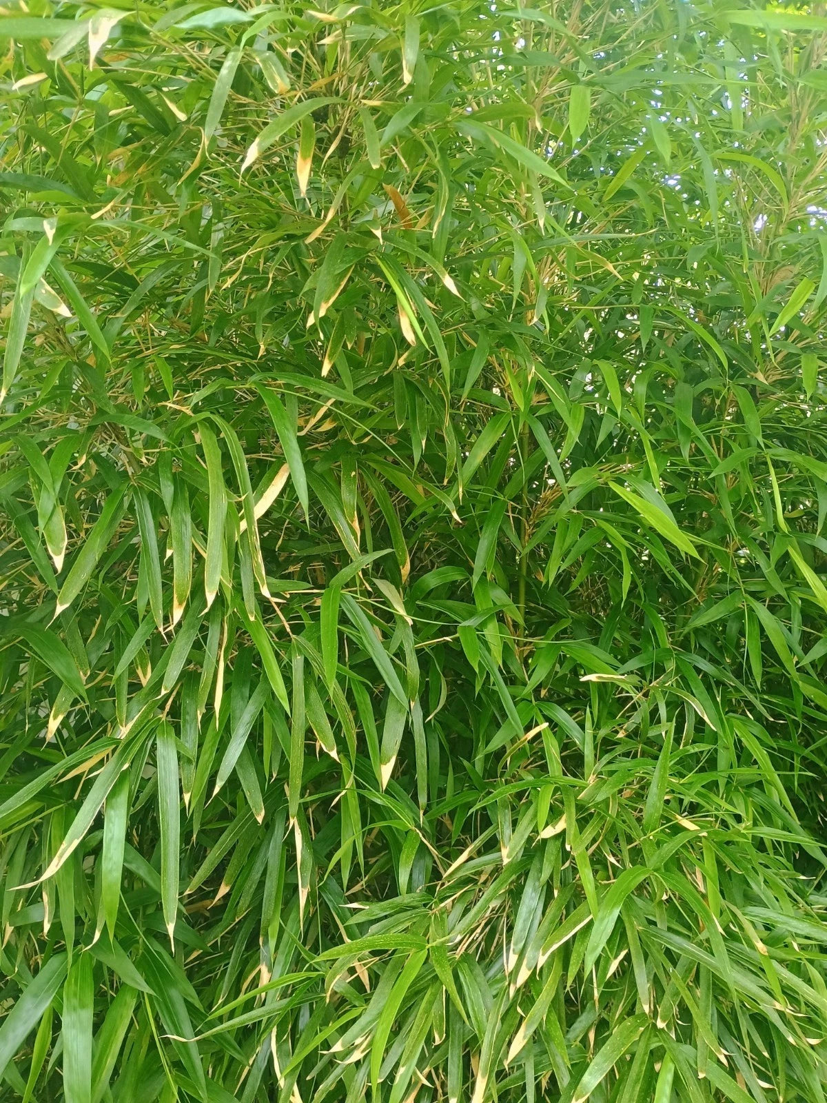 Bamboo Rhizome for Privacy Fencing - Erosion Control Plant - Phyllostachys spp.