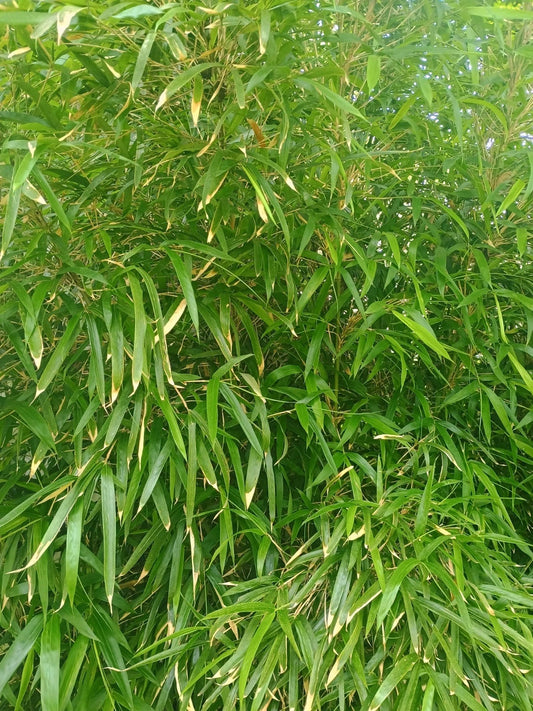 Bamboo Rhizome for Privacy Fencing - Erosion Control Plant - Phyllostachys spp.