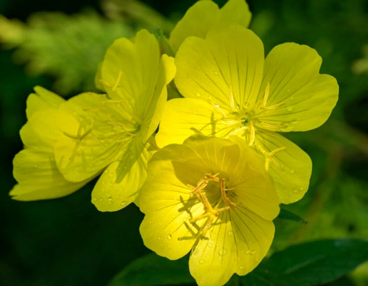 Yellow Evening Primrose Plants - 3 Edible Organic Oenothera biennis - Drought-Tolerant, Deer-Resistant, Pollinator-Friendly