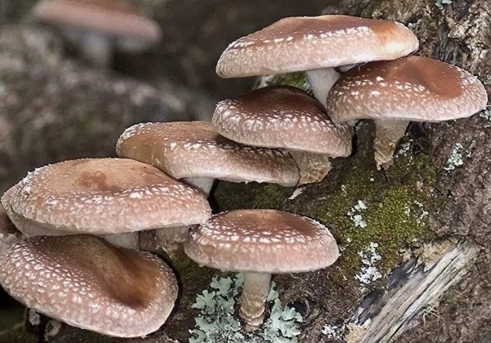 Shiitake Mushroom Liquid Culture Syringe 10-12ml Lentinula edodes - Free Gift Included - MycoHouseFarms