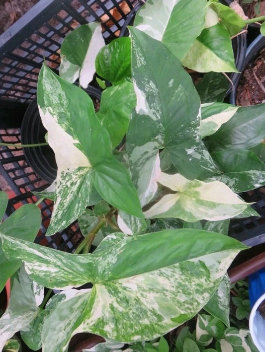 Variegated Syngonium Albo Podophyllum Cuttings - 3 Premium Cuttings (Syngonium podophyllum)