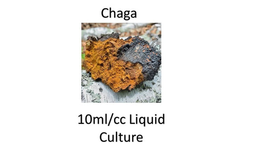 10 ML Liquid Culture of Chaga Mushroom - Inonotus obliquus, Organic Fungi Cultivation