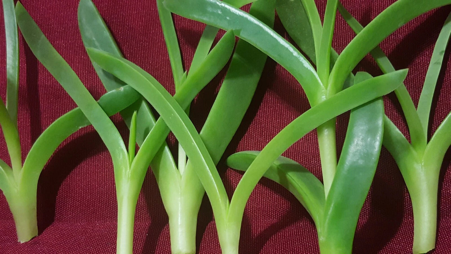 Live Ice Plants Cuttings - Delosperma Coastal Pig Face Succulents, 6 Pieces, 3-4" Long, Aizoaceae Family, Ground Cover