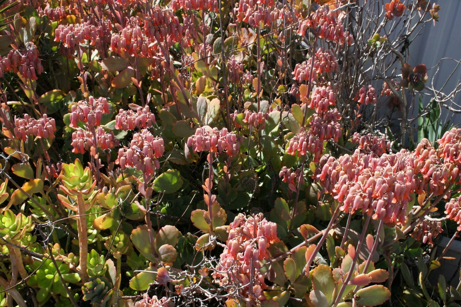 Succulent Cuttings Full Box Load Kalanchoe Fedtschenkoi 6-8 Inches - Colorful Indoor Plant Cuttings for Easy Rooting