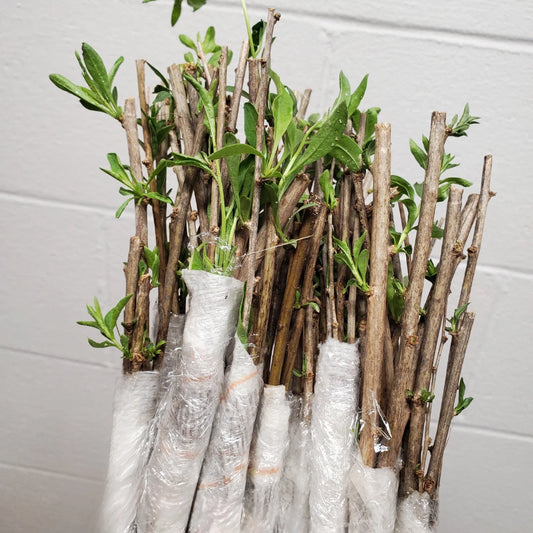 7 Goji Berry Cuttings - Easy to Grow Edible Plants - Lycium barbarum - Perfect for Gardens and Homesteads