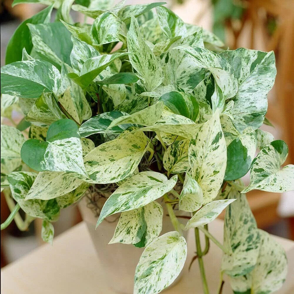 Pothos Ivy Cuttings Combo 3 Pack Marble Queen - Epipremnum aureum