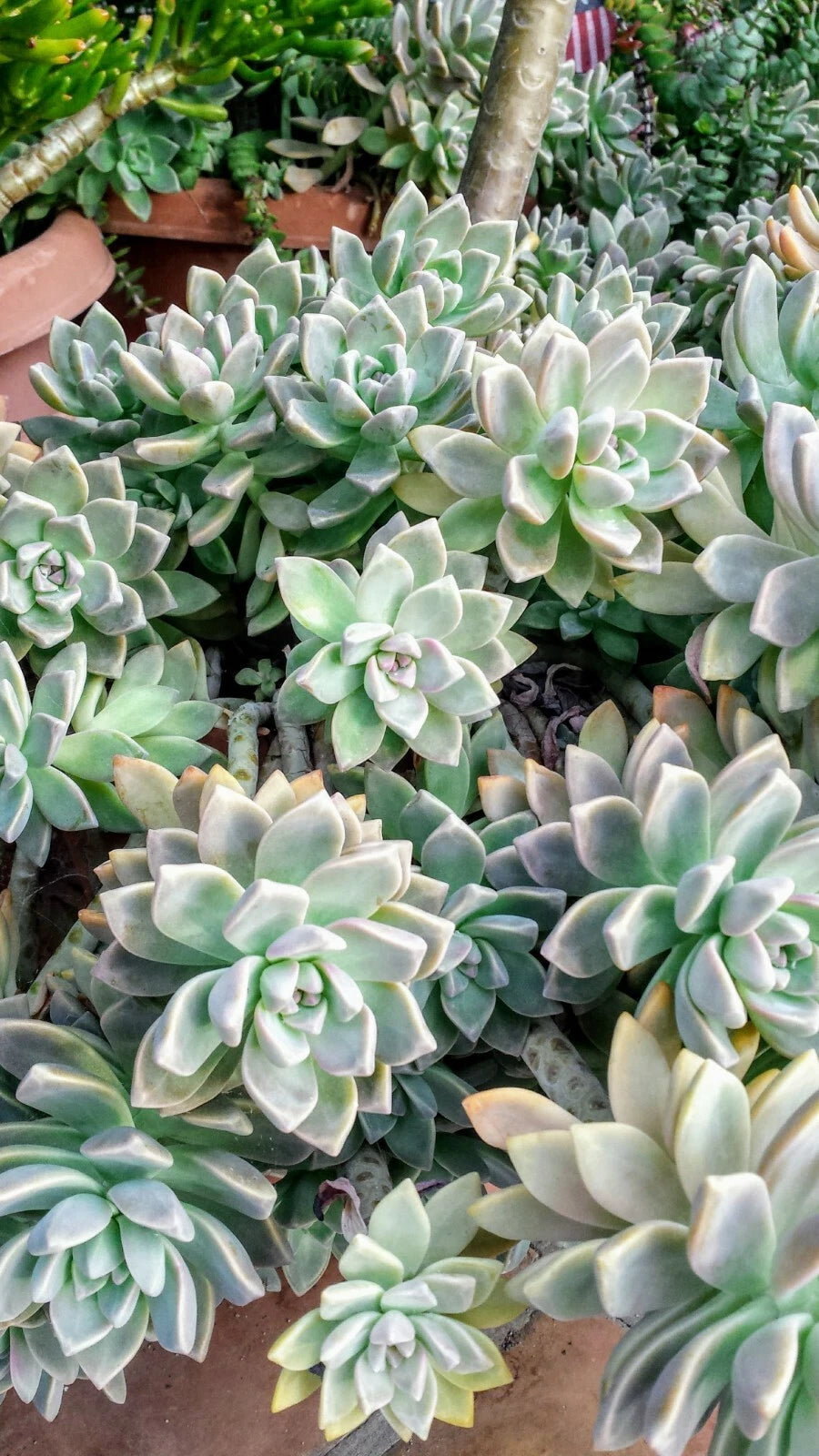 Fresh Succulent Cuttings Assortment of 6 Varieties with Bonus - Graptopetalum, Crassula, Organic Garden Cuttings