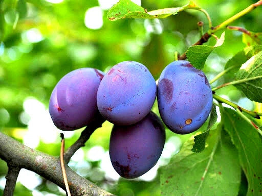 Damson Blue Plum Fruit Tree Cuttings - 5 Unrooted Organic Cuttings for Propagation - Prunus