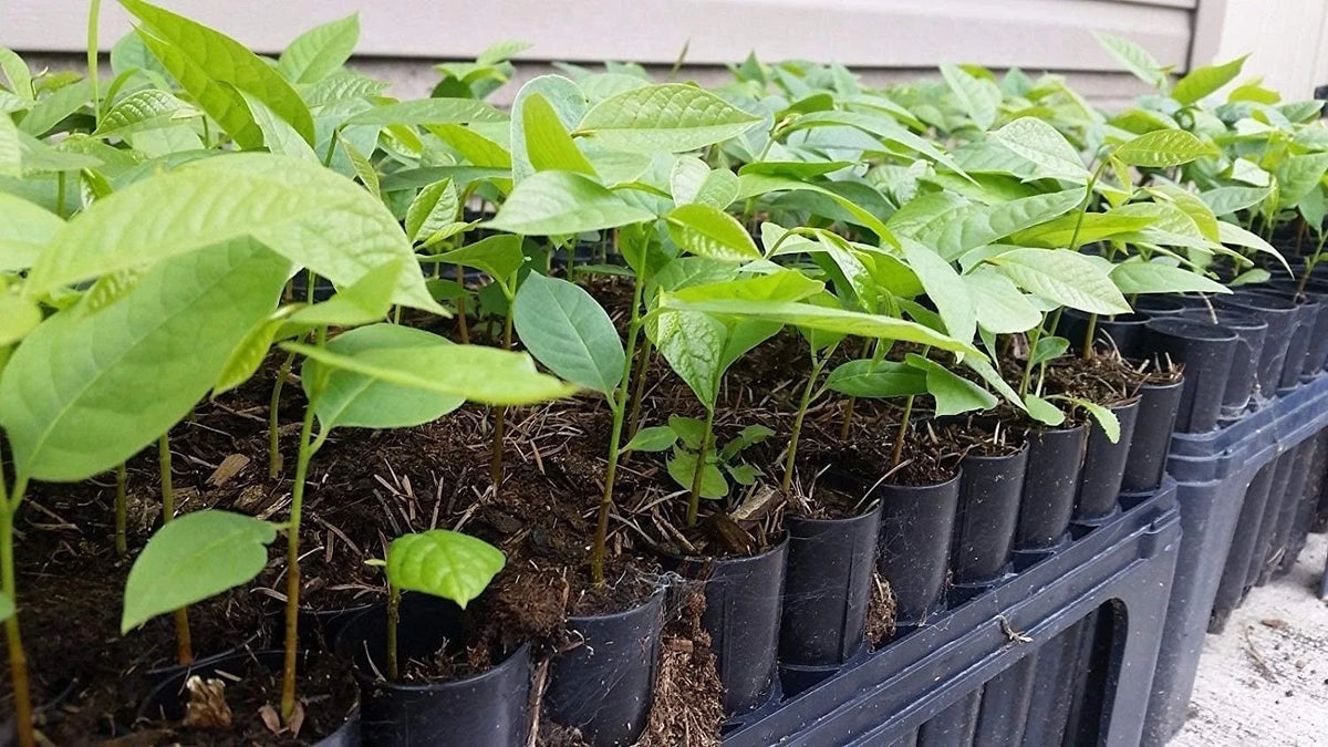 Pawpaw Tree Seedling - 4 to 8 inches - Asimina triloba - Healthy Root System - Non-California Shipping