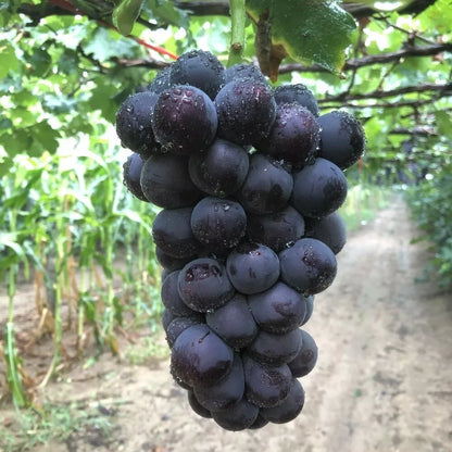 Japanese Kyoho Grape Vine