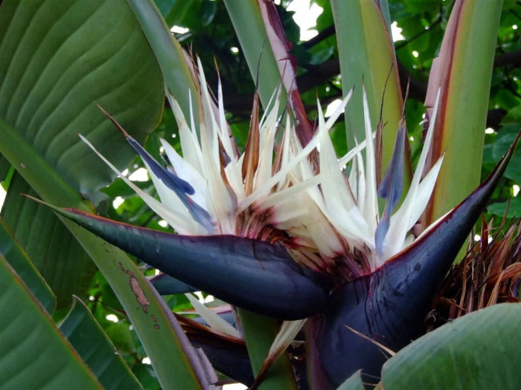Giant White Bird of Paradise Plant - Strelitzia Nicholai - Rooted Starter Plant - 10-12 Inches Tall - Indoor Tropical Houseplant
