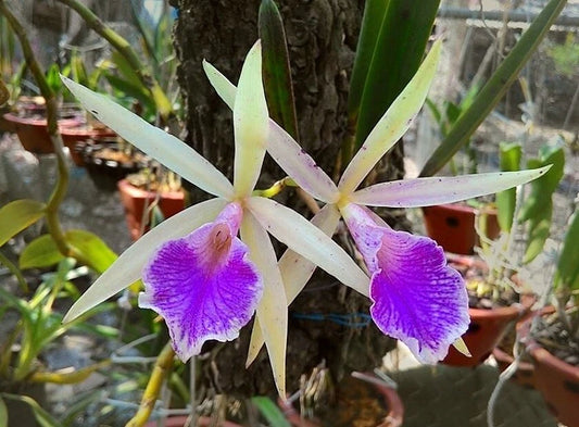 Brassocattleya Nok Noi Orchid Plant 4” Blooming Fragrant Brassocattleya Nodosa for Collectors