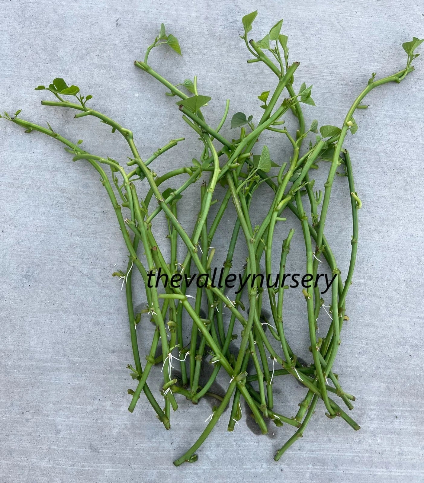 10 Rooted Sweet Potato Slips - Edible Leaves Variety (Ipomoea batatas) - Fresh Cutting Vines Ready to Plant
