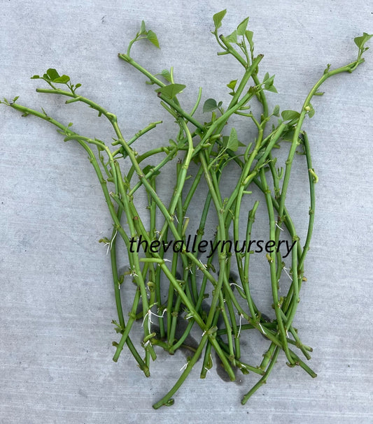 10 Rooted Sweet Potato Slips - Edible Leaves Variety (Ipomoea batatas) - Fresh Cutting Vines Ready to Plant