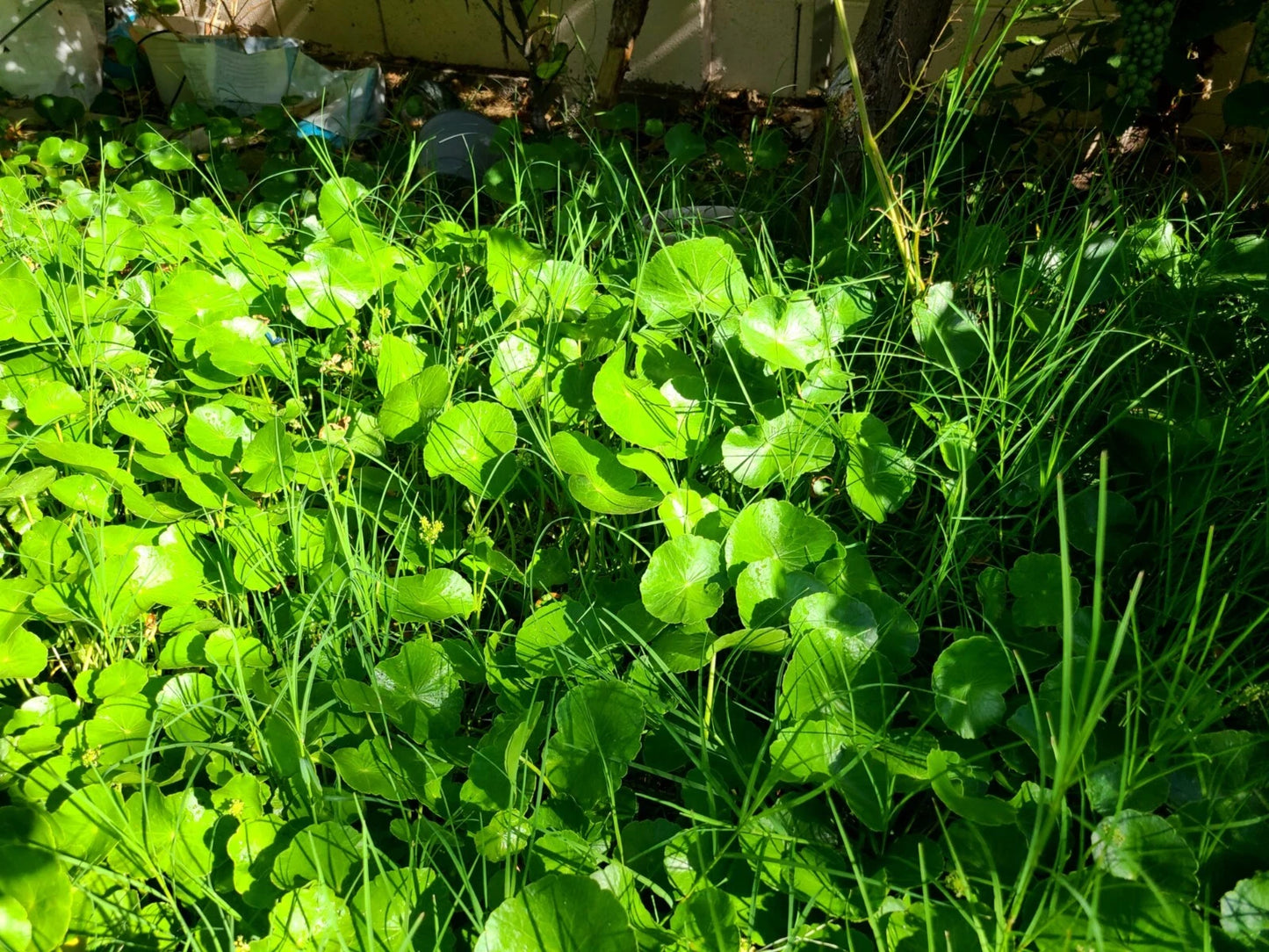 Pennywort Starter Plants - 15 Live Rooted Cuttings - Gotu Kola - Centella Asiatica - Medicinal Herb for Garden & Containers
