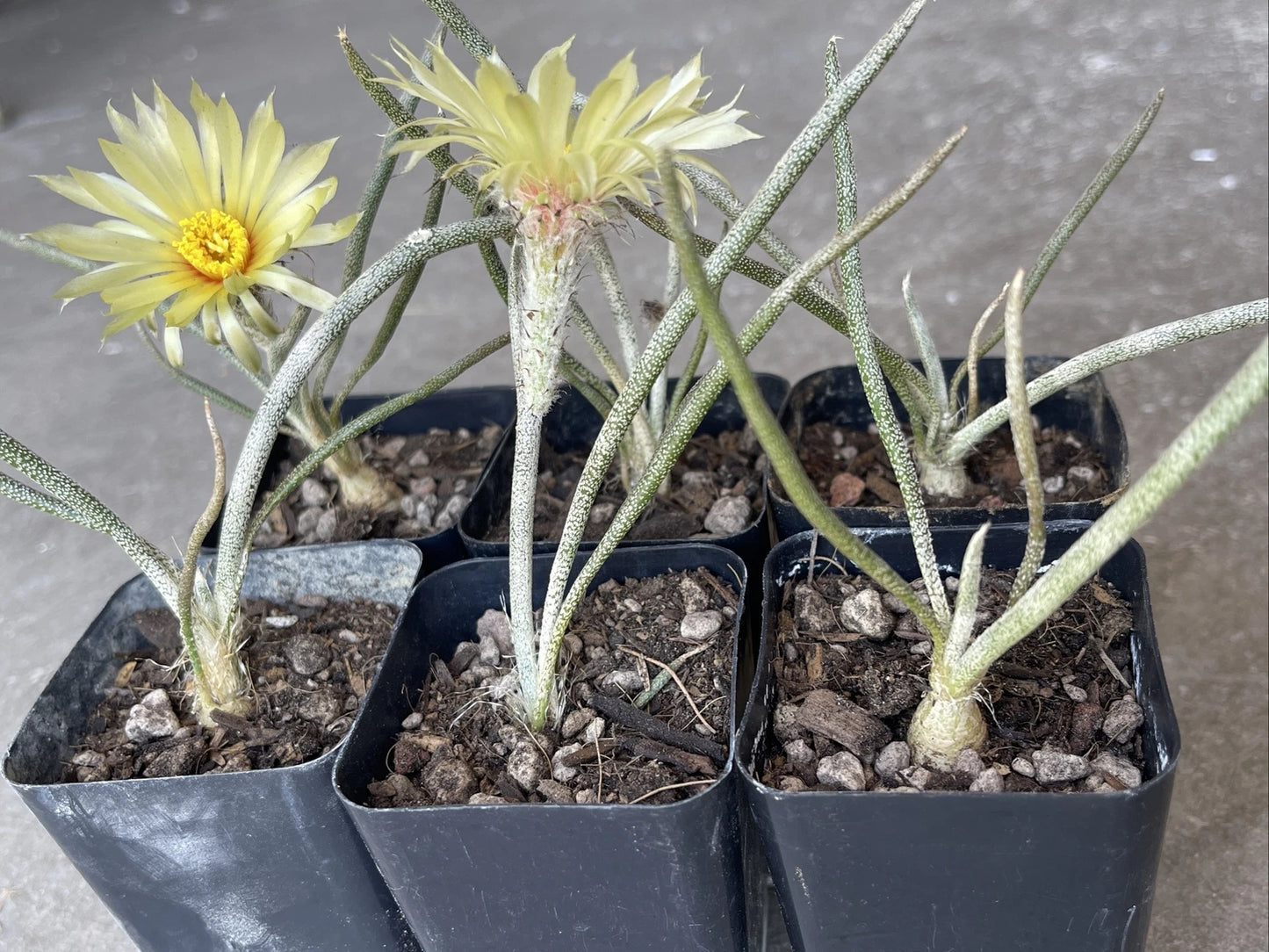 Astrophytum caput-medusae Cactus, Own Roots, Young Plant in 2" Pot, Unique Tubercle Variety, Rare Succulent for Collectors