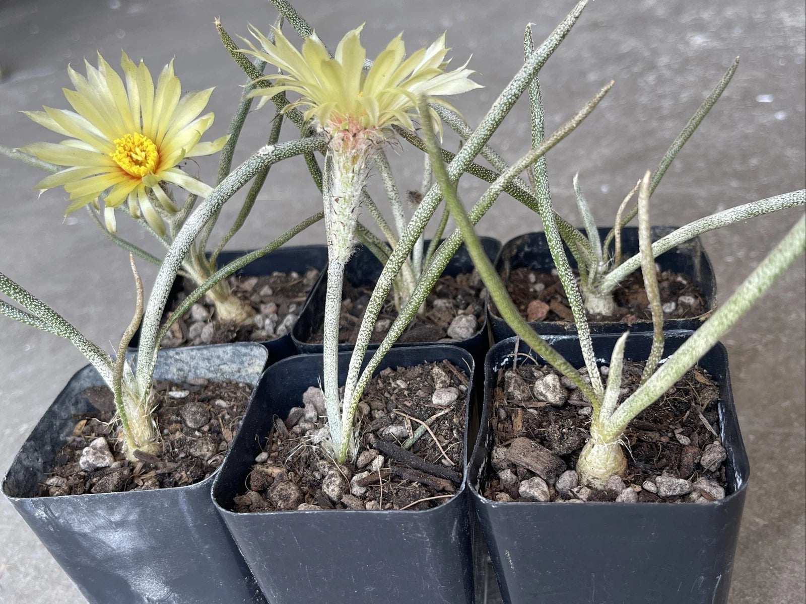 Astrophytum caput-medusae Cactus, Own Roots, Young Plant in 2" Pot, Unique Tubercle Variety, Rare Succulent for Collectors