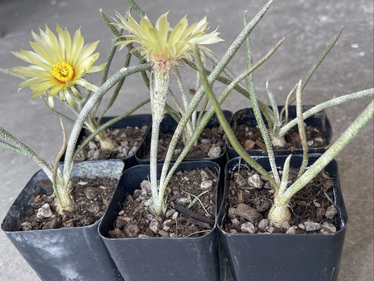 Astrophytum caput-medusae Cactus, Own Roots, Young Plant in 2" Pot, Unique Tubercle Variety, Rare Succulent for Collectors