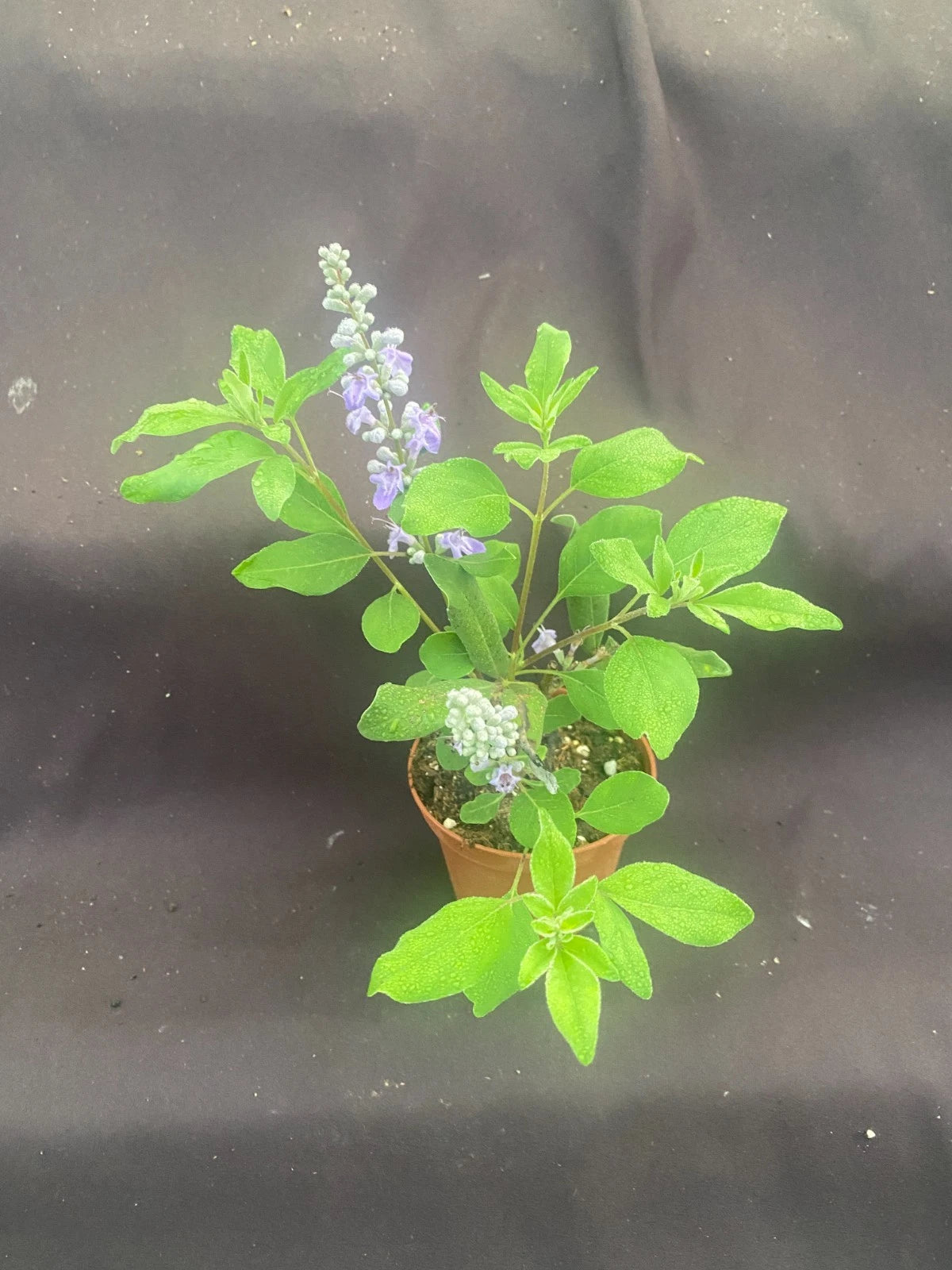 Lilac Chaste Tree Plant - 3" Pot - Fragrant Blue Flowers - Vitex agnus-castus - Zone 6-7