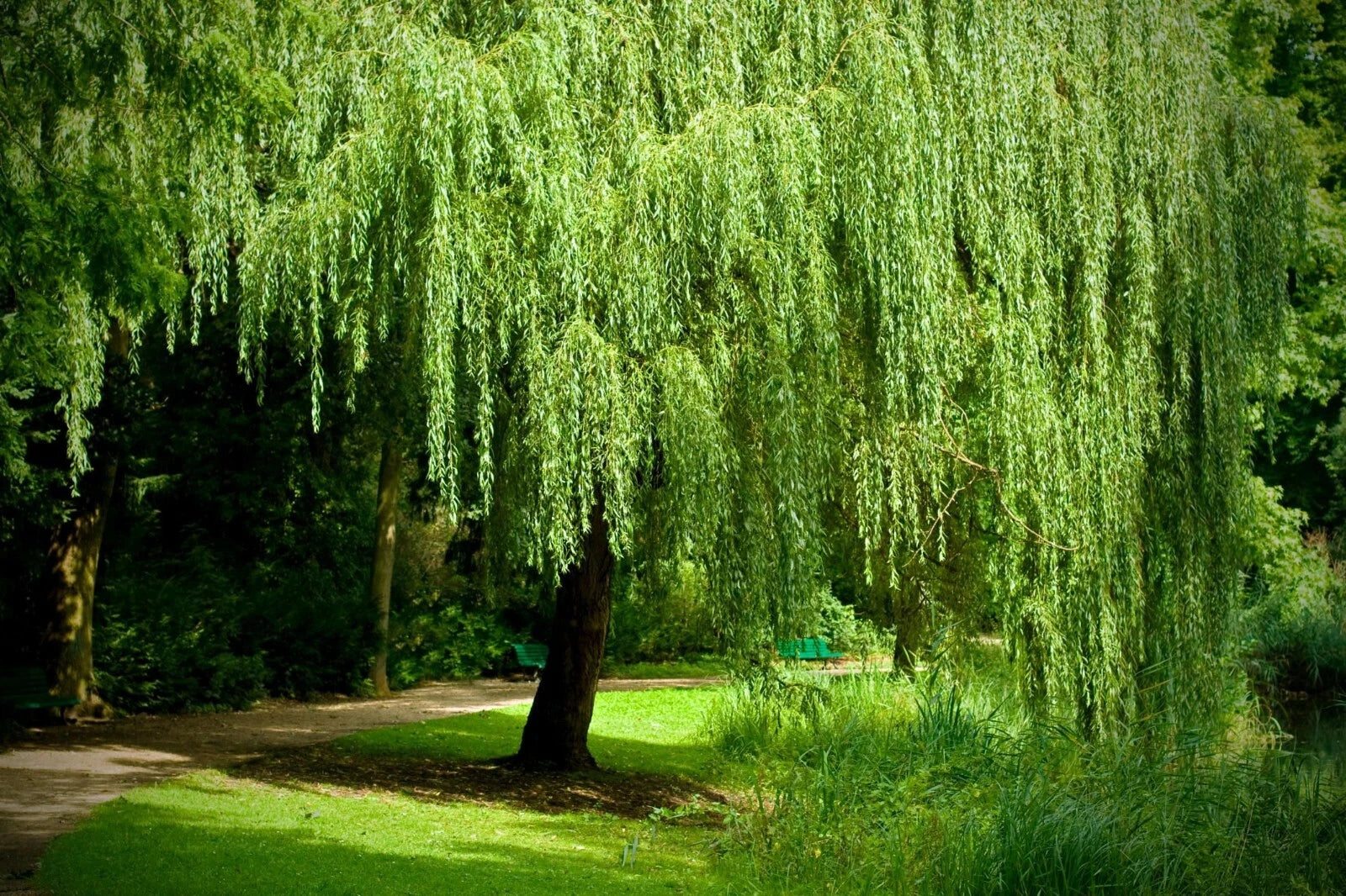 Weeping Willow Tree Cuttings Set of 12 Unrooted 6-8 Inches (Salix babylonica) - Ideal for Planting and Growing