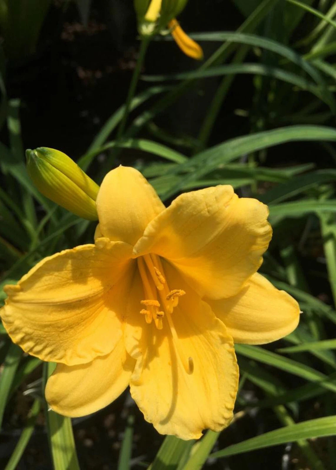 Stella De Oro Daylily Starter Plants - Yellow Blooms - Hemerocallis 'Stella de Oro' - Re-Blooming, Container Friendly