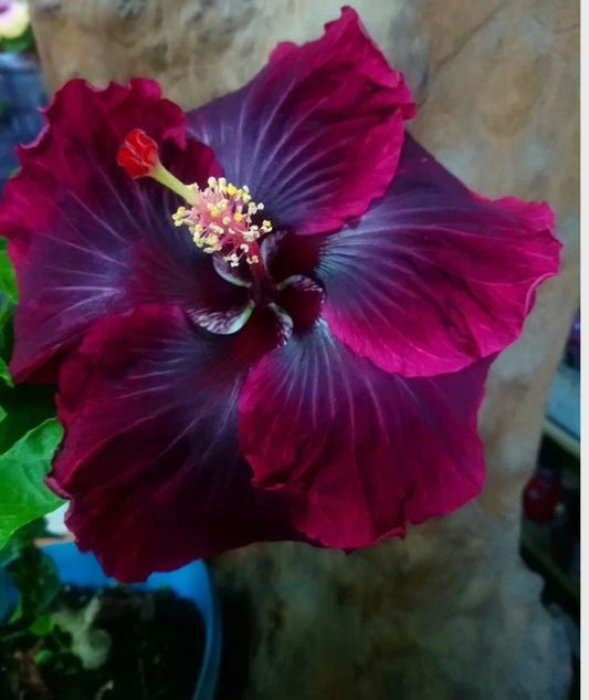 Black Dragon Tropical Hibiscus Starter Plant - Small Well Rooted Exotic Flowering Plant (Hibiscus rosa-sinensis)