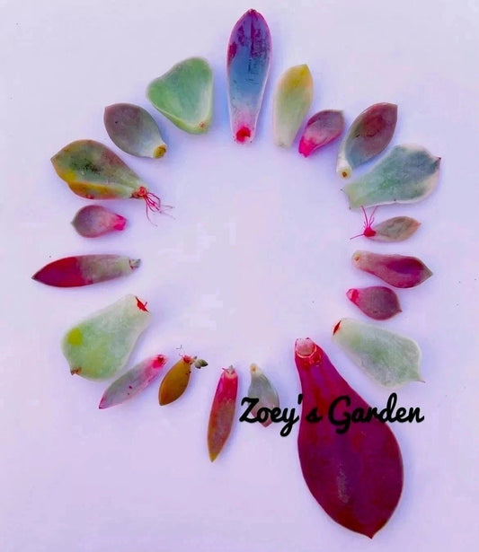 20+ Succulent Plant Leaves Assorted Variety Starter Sedum Echeveria Propagation - Perfect for Gardening and DIY Projects