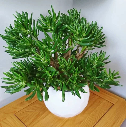 Skinny Fingers Jade Cuttings 5" Crassula Ovata - Rooted Multiple Branches, Indoor/Outdoor Plant, Drought Tolerant