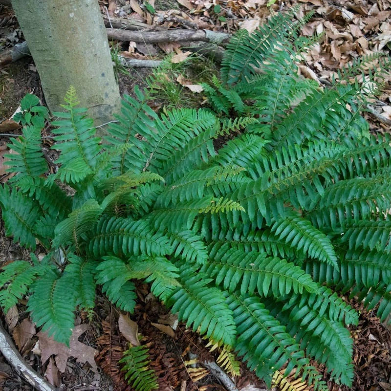 5 Bare Root Christmas Fern Roots - Polystichum Acrostichoides - Evergreen Clumping Fern with Glossy Green Fronds