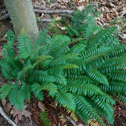 5 Bare Root Christmas Fern Roots - Polystichum Acrostichoides - Evergreen Clumping Fern with Glossy Green Fronds