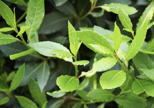 Bay Laurel Tree Cuttings - 10 Stem Cuttings for Propagation - Laurus Nobilis - Organic Culinary Plant for Seasoning