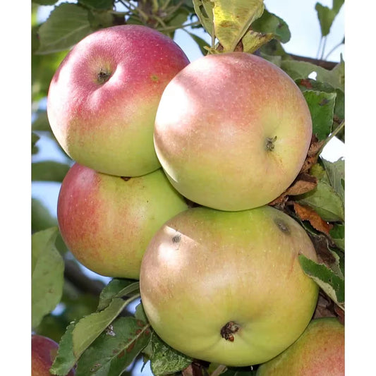 Beverly Hills Apple Tree Bare Root - Pinkish-Red Fruit, Sweet-Tart Flavor - Malus domestica
