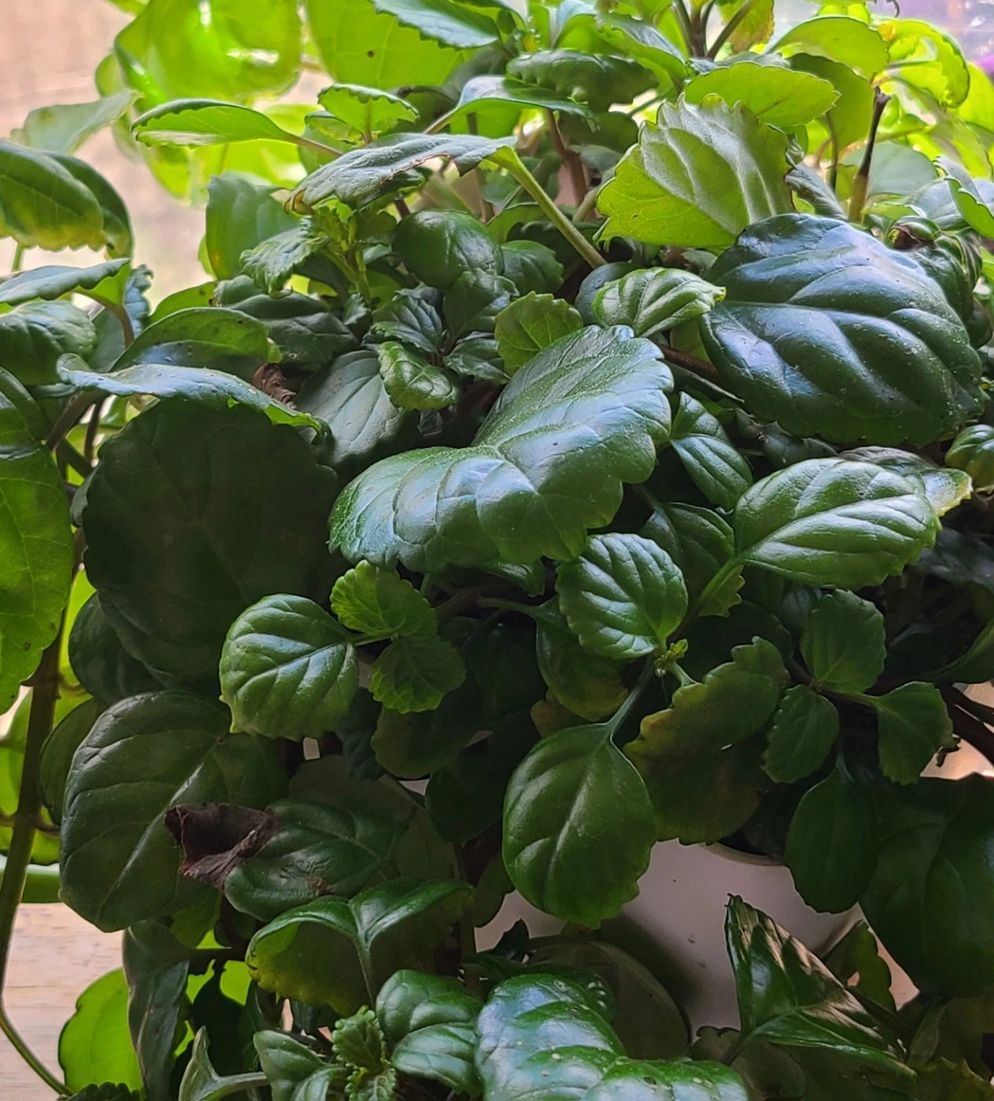 Swedish Ivy Cuttings - 3 Healthy 3" Cuttings - Plectranthus verticillatus - Fast Growing Houseplant