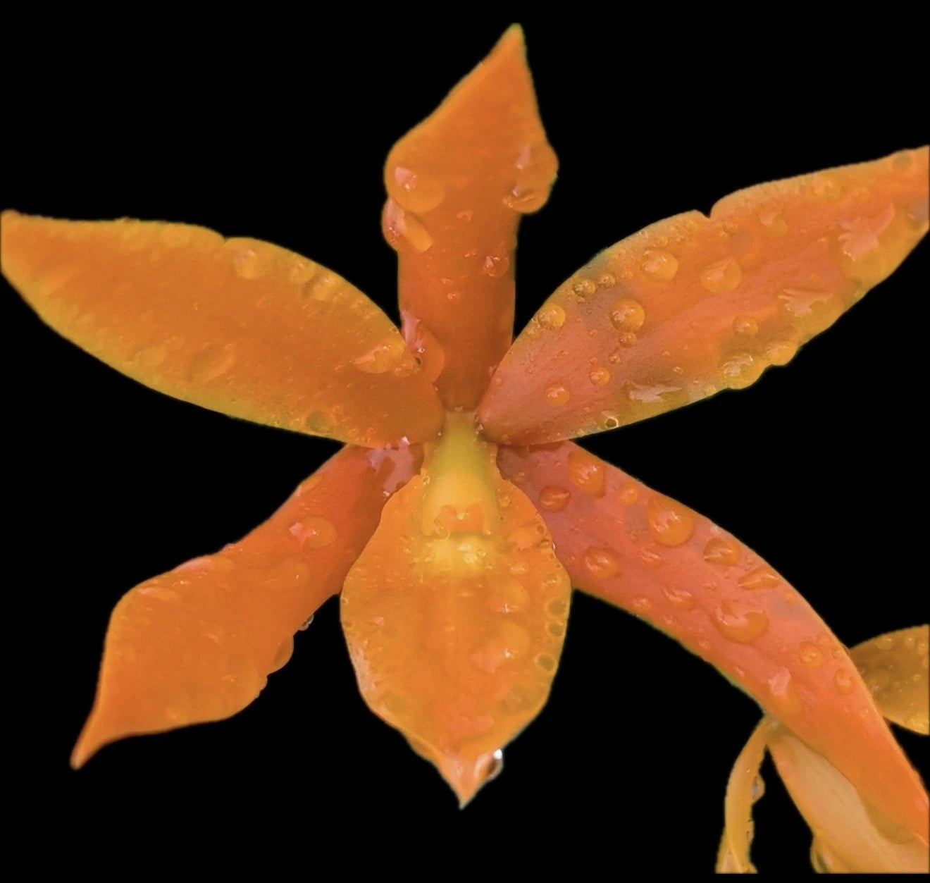 Guaricyclia QF 'Alani Pua Orchid Plant - Aurantiaca - Bare Root - Vibrant Orange Blossom - Orchid Care Available
