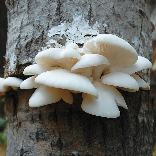 Winter Oyster Mushroom Liquid Culture Syringe 10ml - Pleurotus ostreatus, Contaminate-Free Live Fungi for Easy Cultivation