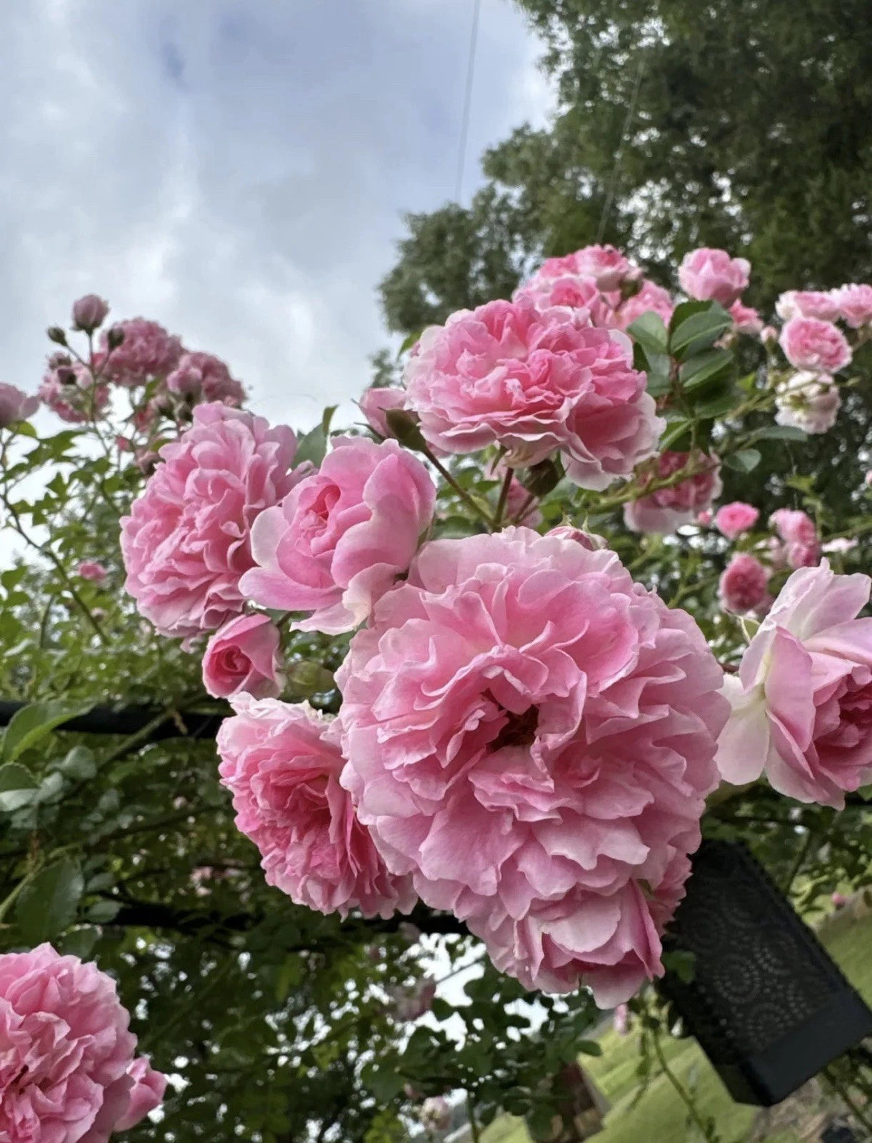 Climbing Rose Cuttings - 5 Heirloom Pink Pine Roses - Rosa Abeitina - Cold Resistant, Fast-Growing Garden Plants