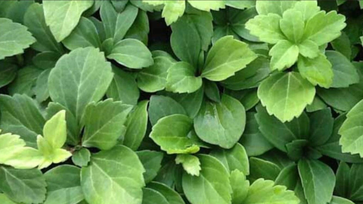 Pachysandra Terminalis Ground Cover - 50 Bare Root Plants - Lush Green Perennial for Low-Maintenance Gardens