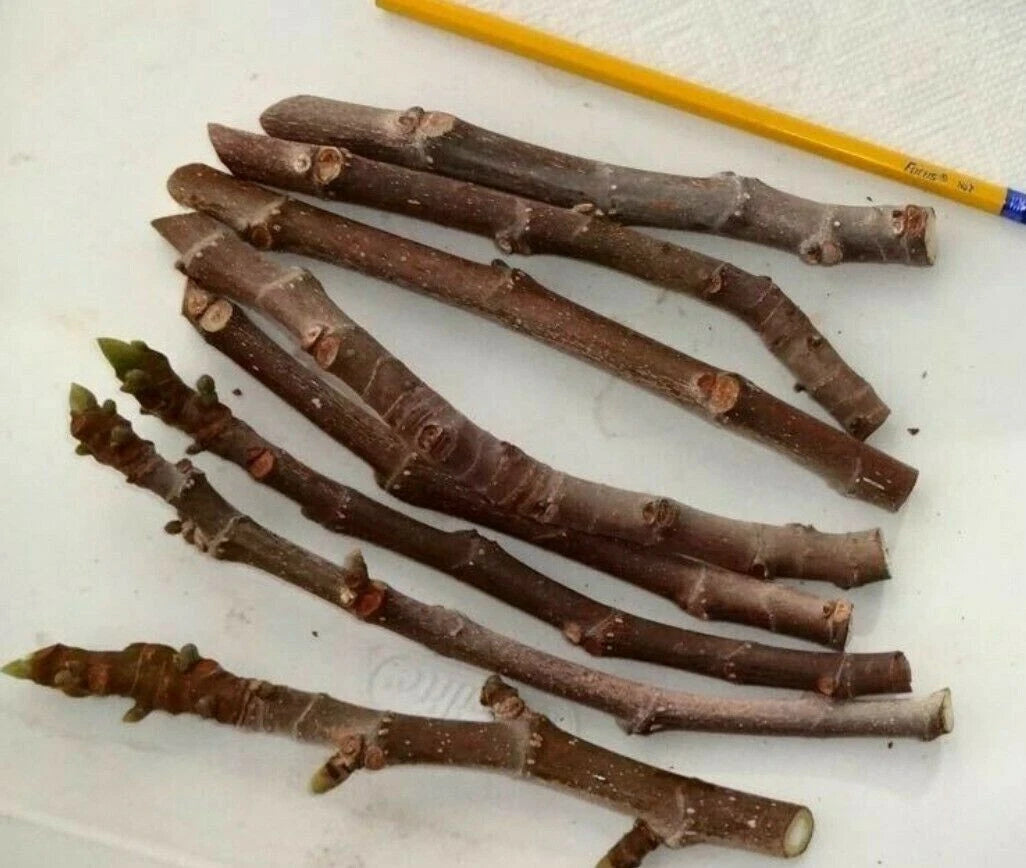 Fig Tree Cuttings - 3 Malta Black Cuttings, Sweet & Delicious, Cold Hardy Zone 6-11, 6 Inches Long