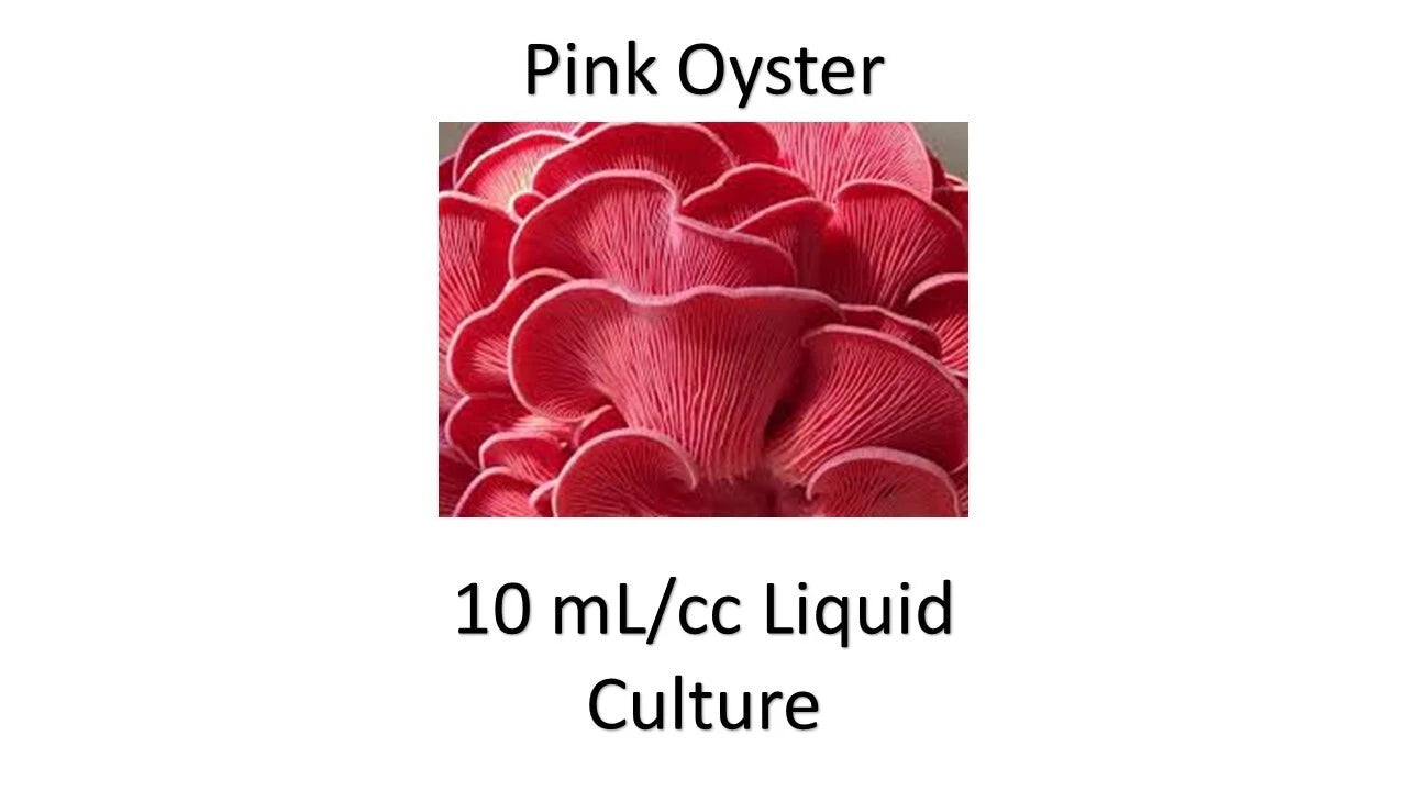 Pink Oyster Liquid Culture - 10 ML - Pleurotus djamor - Premium Mushroom Growing Kit