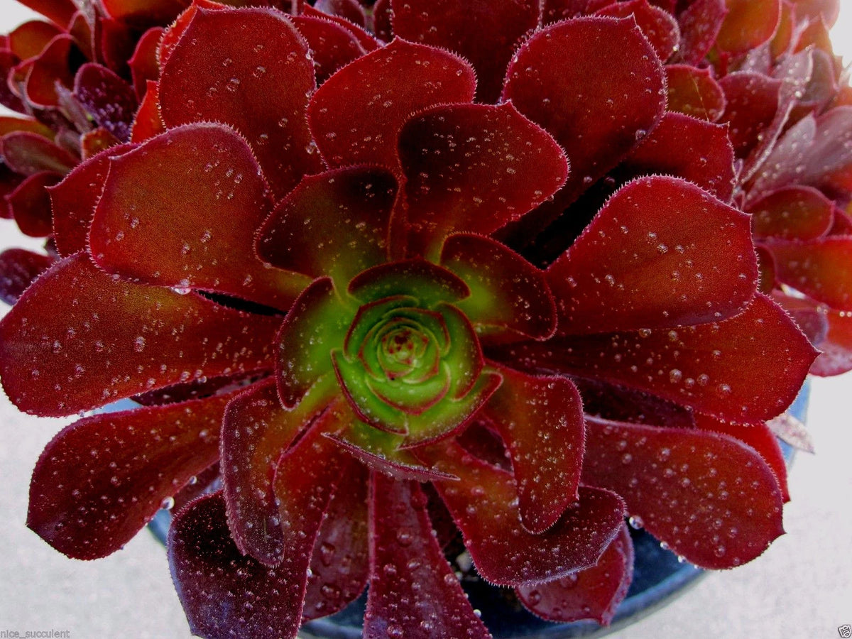 RARE Aeonium KOKINO Hybrid Succulent Cuttings - Fresh Healthy 2" to 5" Cuttings, Unique Colors, Perfect for Propagation